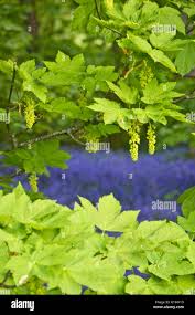 Attēlu rezultāti vaicājumam “Acer pseudoplatanus fo. purpurascens flower”