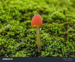 Attēlu rezultāti vaicājumam “Mycena acicula”