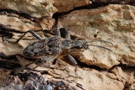 Attēlu rezultāti vaicājumam “Rhagium inquisitor”