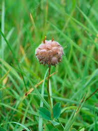 Attēlu rezultāti vaicājumam “Trifolium fragiferum fruit”