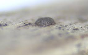 Attēlu rezultāti vaicājumam “Didymium verrucisporum spores”