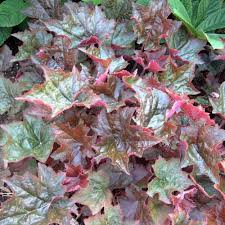 Image result for HEUCHERA americana 'Palace Purple Auslese'