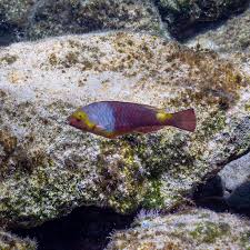 Image result for Sparisoma cretense