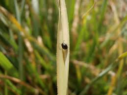 Attēlu rezultāti vaicājumam “Badhamiopsis praetermissa”