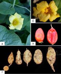 Attēlu rezultāti vaicājumam “Thladiantha dubia”