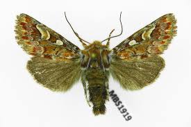 Attēlu rezultāti vaicājumam “Panolis flammea”