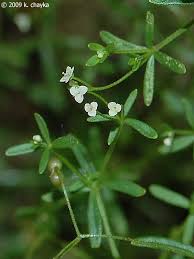 Attēlu rezultāti vaicājumam “Galium trifidum”