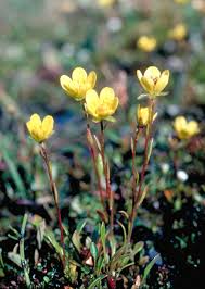 Attēlu rezultāti vaicājumam “Saxifraga hirculus”