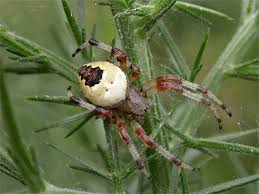 Attēlu rezultāti vaicājumam “Araneus marmoreus”