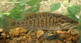 Image result for Micropterus dolomieu