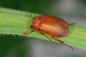 Attēlu rezultāti vaicājumam “Serica brunnea”