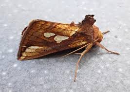 Attēlu rezultāti vaicājumam “Plusia festucae”