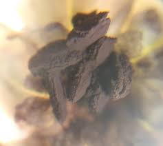 Attēlu rezultāti vaicājumam “Microbotryum tragopogonis - pratensis”