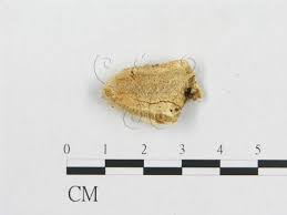 Attēlu rezultāti vaicājumam “Postia guttulata”