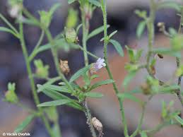 Attēlu rezultāti vaicājumam “Microrrhinum minus leaf”