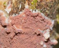 Attēlu rezultāti vaicājumam “Gloeoporus taxicola”