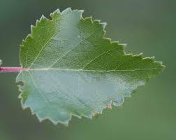 Attēlu rezultāti vaicājumam “Betula pubescens”