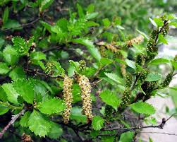 Attēlu rezultāti vaicājumam “Betula humilis”