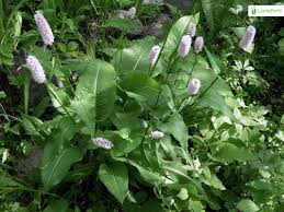 Attēlu rezultāti vaicājumam “Bistorta major leaf”