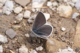 Attēlu rezultāti vaicājumam “Cupido minimus female”