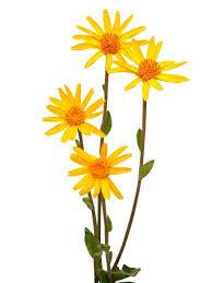 Image result for Arnika