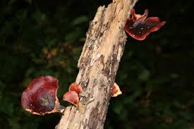 Attēlu rezultāti vaicājumam “Polyporus badius”