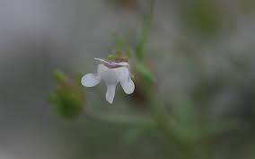 Attēlu rezultāti vaicājumam “Microrrhinum minus leaf”