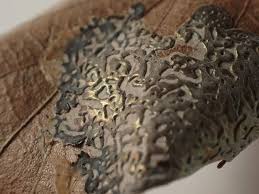 Attēlu rezultāti vaicājumam “Didymium serpula”