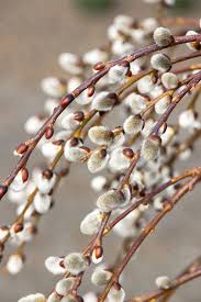 Attēlu rezultāti vaicājumam “Salix caprea”