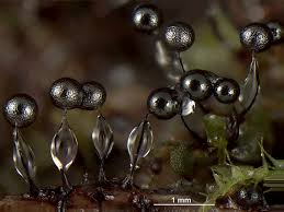 Attēlu rezultāti vaicājumam “Collaria arcyrionema macro”