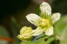 Attēlu rezultāti vaicājumam “Bryonia alba bud”