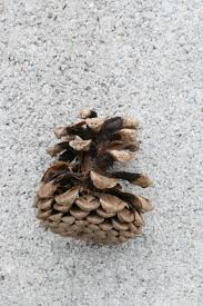 Attēlu rezultāti vaicājumam “Pinus nigra fruit”