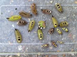 Attēlu rezultāti vaicājumam “Calliteara pudibunda larva”