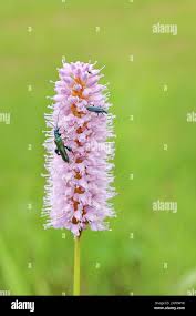 Attēlu rezultāti vaicājumam “Bistorta major flower”