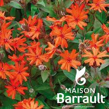 Attēlu rezultāti vaicājumam “Silene x arkwrightii Vesuvius”