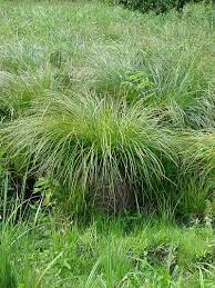 Attēlu rezultāti vaicājumam “Carex cespitosa”