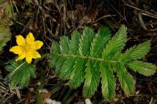 Attēlu rezultāti vaicājumam “Argentina anserina bud”
