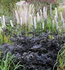 Image result for Silberkerze