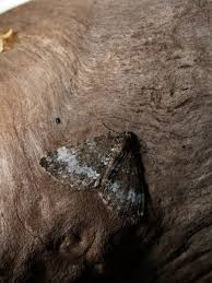 Attēlu rezultāti vaicājumam “Perizoma alchemilla”