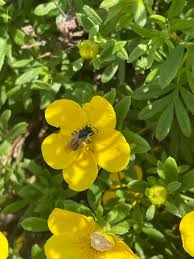 Attēlu rezultāti vaicājumam “Pentaphylloides fruticosa flower”