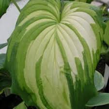 Image result for Hosta Warpaint