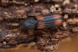 Attēlu rezultāti vaicājumam “Bitoma crenata”