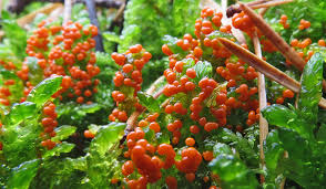 Attēlu rezultāti vaicājumam “Trichia longipalpis sessile”