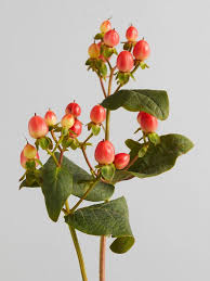 Attēlu rezultāti vaicājumam “Hypericum perforatum fruit”