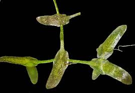 Attēlu rezultāti vaicājumam “Lemna trisulca”