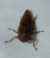 Attēlu rezultāti vaicājumam “Philaenus spumarius”