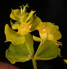 Attēlu rezultāti vaicājumam “Euphorbia virgata flower”