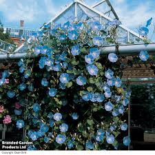Image result for Ipomoea Heavenly Blue