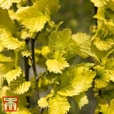 Attēlu rezultāti vaicājumam “Ulmus x hollandica”