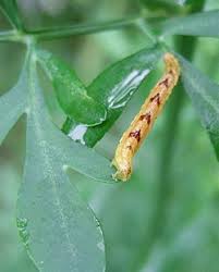 Attēlu rezultāti vaicājumam “Eupithecia lanceata”